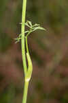 Coastal plain angelica